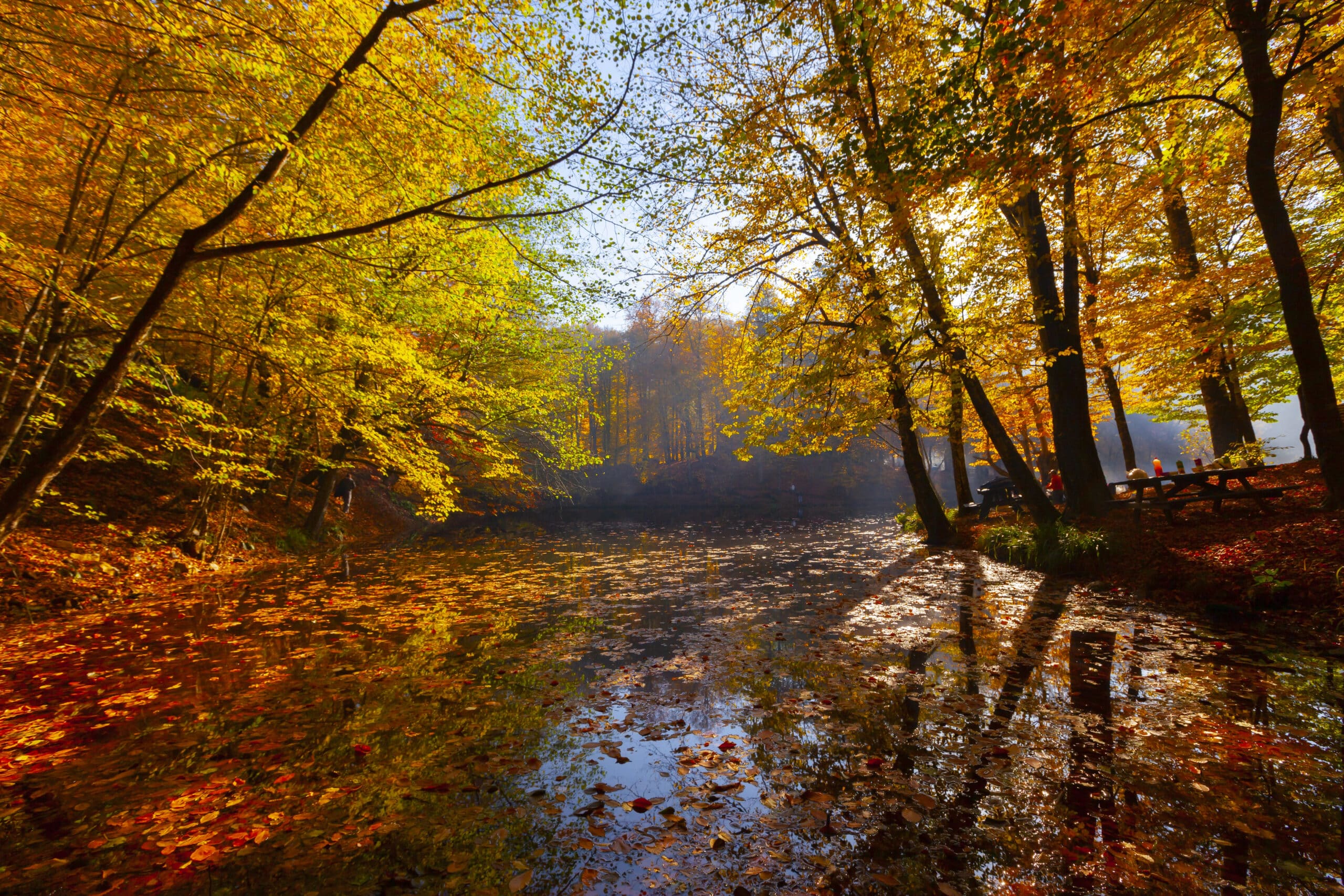 Autumn forest with golden leaves surrounding a reflective pond covered in fallen foliage