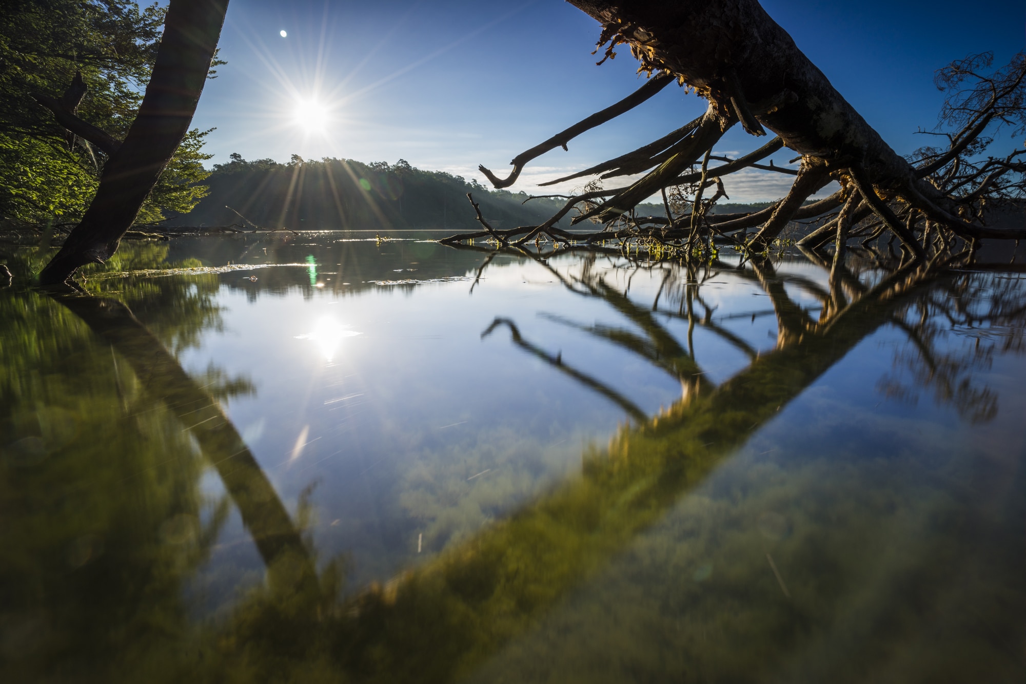 Sunlight reflecting over a calm lake with tree branches and clear water in a natural forest setting